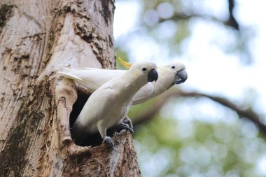 Kakatua galerita, sülfür armalı kakadu dalda oturuyor.