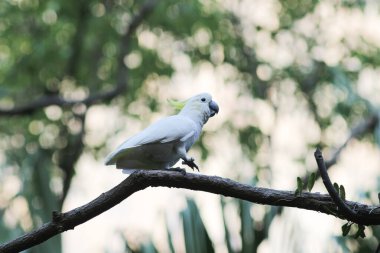 Kakatua galerita, sülfür armalı kakadu dalda oturuyor.