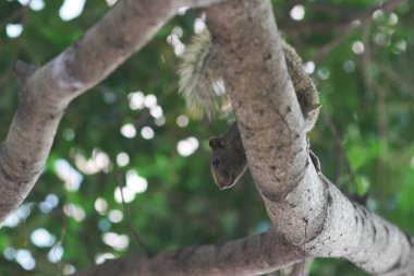 Ağaç dalının ucuna tünemiş güzel bir tilki sincabı..
