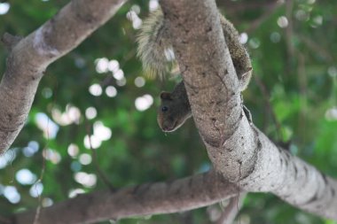 Ağaç dalının ucuna tünemiş güzel bir tilki sincabı..