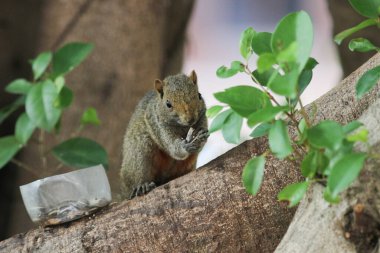 Ağaç dalının ucuna tünemiş güzel bir tilki sincabı..