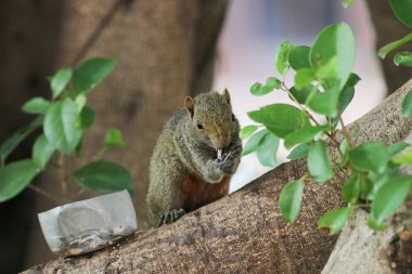 Ağaç dalının ucuna tünemiş güzel bir tilki sincabı..