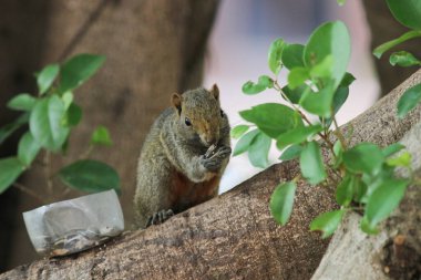 Ağaç dalının ucuna tünemiş güzel bir tilki sincabı..