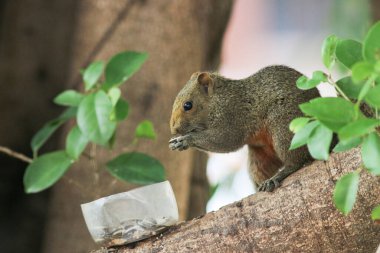 Ağaç dalının ucuna tünemiş güzel bir tilki sincabı..