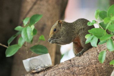 Ağaç dalının ucuna tünemiş güzel bir tilki sincabı..