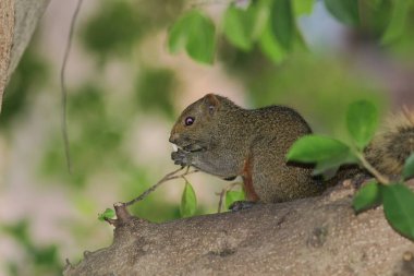 Ağaç dalının ucuna tünemiş güzel bir tilki sincabı..