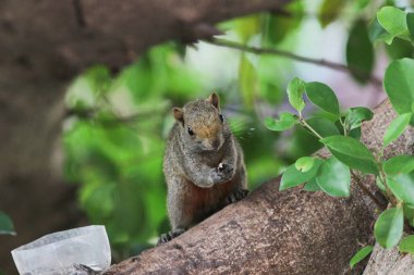 Ağaç dalının ucuna tünemiş güzel bir tilki sincabı..