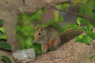 Ağaç dalının ucuna tünemiş güzel bir tilki sincabı..