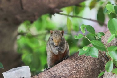 Ağaç dalının ucuna tünemiş güzel bir tilki sincabı..