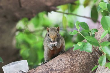 Ağaç dalının ucuna tünemiş güzel bir tilki sincabı..
