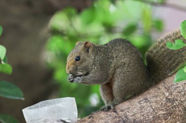 Ağaç dalının ucuna tünemiş güzel bir tilki sincabı..