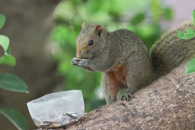 Ağaç dalının ucuna tünemiş güzel bir tilki sincabı..