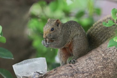 Ağaç dalının ucuna tünemiş güzel bir tilki sincabı..