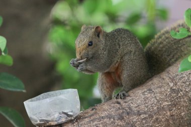 Ağaç dalının ucuna tünemiş güzel bir tilki sincabı..