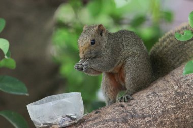 Ağaç dalının ucuna tünemiş güzel bir tilki sincabı..