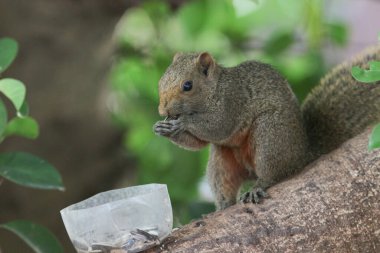 Ağaç dalının ucuna tünemiş güzel bir tilki sincabı..