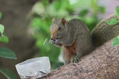Ağaç dalının ucuna tünemiş güzel bir tilki sincabı..