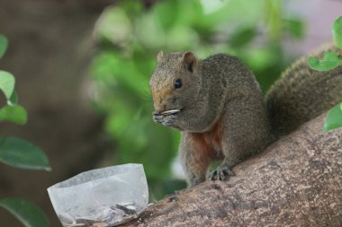 Ağaç dalının ucuna tünemiş güzel bir tilki sincabı..