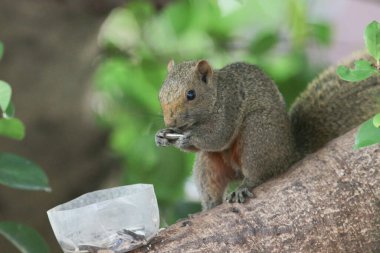 Ağaç dalının ucuna tünemiş güzel bir tilki sincabı..