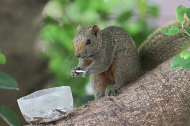 Ağaç dalının ucuna tünemiş güzel bir tilki sincabı..