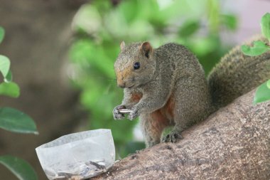 Ağaç dalının ucuna tünemiş güzel bir tilki sincabı..