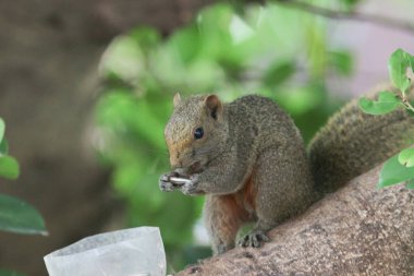 Ağaç dalının ucuna tünemiş güzel bir tilki sincabı..