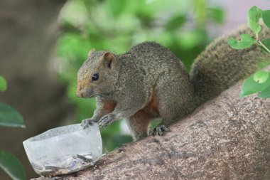 Ağaç dalının ucuna tünemiş güzel bir tilki sincabı..