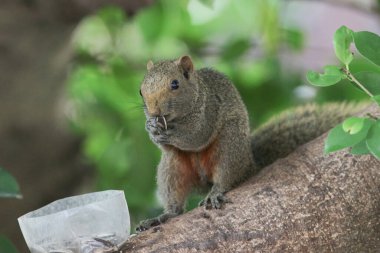 Ağaç dalının ucuna tünemiş güzel bir tilki sincabı..