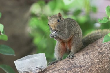Ağaç dalının ucuna tünemiş güzel bir tilki sincabı..