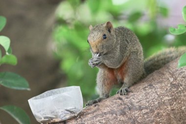 Ağaç dalının ucuna tünemiş güzel bir tilki sincabı..