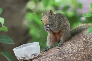 Ağaç dalının ucuna tünemiş güzel bir tilki sincabı..
