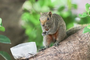 Ağaç dalının ucuna tünemiş güzel bir tilki sincabı..