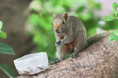 Ağaç dalının ucuna tünemiş güzel bir tilki sincabı..