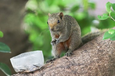 Ağaç dalının ucuna tünemiş güzel bir tilki sincabı..