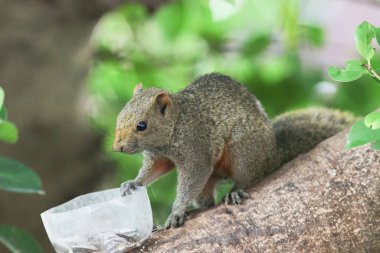 Ağaç dalının ucuna tünemiş güzel bir tilki sincabı..