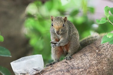 Ağaç dalının ucuna tünemiş güzel bir tilki sincabı..