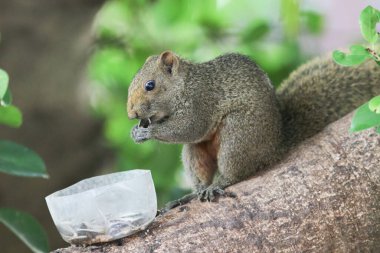 Ağaç dalının ucuna tünemiş güzel bir tilki sincabı..
