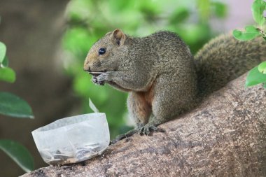 Ağaç dalının ucuna tünemiş güzel bir tilki sincabı..
