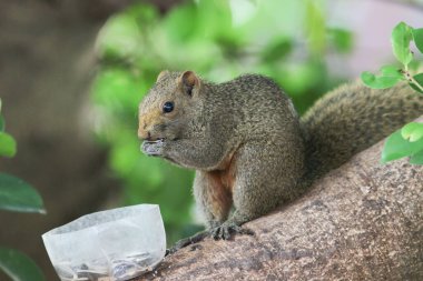 Ağaç dalının ucuna tünemiş güzel bir tilki sincabı..
