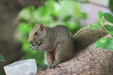 Ağaç dalının ucuna tünemiş güzel bir tilki sincabı..
