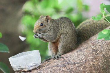 Ağaç dalının ucuna tünemiş güzel bir tilki sincabı..