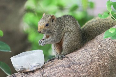 Ağaç dalının ucuna tünemiş güzel bir tilki sincabı..