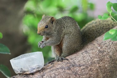 Ağaç dalının ucuna tünemiş güzel bir tilki sincabı..