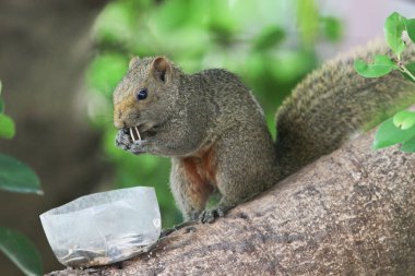 Ağaç dalının ucuna tünemiş güzel bir tilki sincabı..