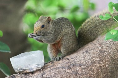 Ağaç dalının ucuna tünemiş güzel bir tilki sincabı..
