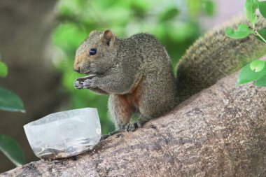 Ağaç dalının ucuna tünemiş güzel bir tilki sincabı..