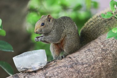 Ağaç dalının ucuna tünemiş güzel bir tilki sincabı..