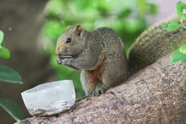 Ağaç dalının ucuna tünemiş güzel bir tilki sincabı..