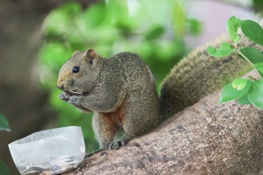 Ağaç dalının ucuna tünemiş güzel bir tilki sincabı..