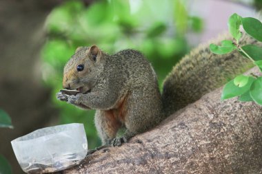 Ağaç dalının ucuna tünemiş güzel bir tilki sincabı..